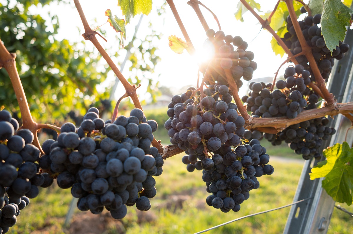 marsala-wine-substitute-david-kohler-unsplash marsala wine substitute