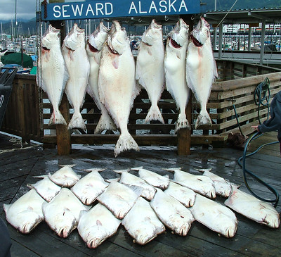 raw halibut